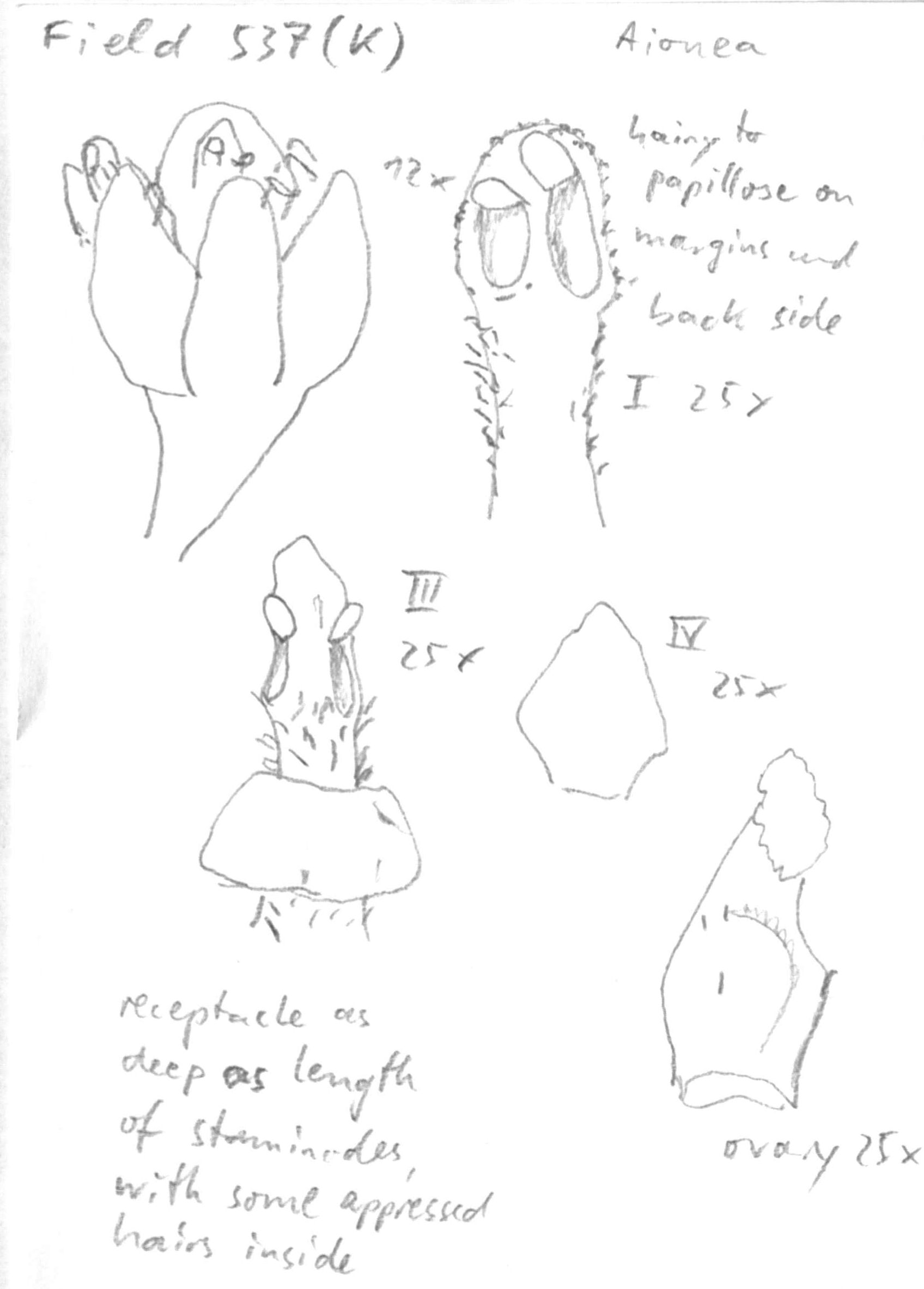 Vorschaubild Aiouea spec.? Field 537